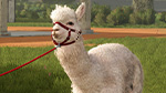 Flauschvorschau: Alpacas | Beans & Alpacas