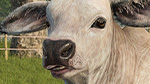 Animal Preview: Brahman Cattle | Beans & Alpacas