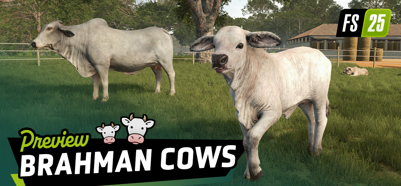 Animal Preview: Brahman Cattle | Beans & Alpacas