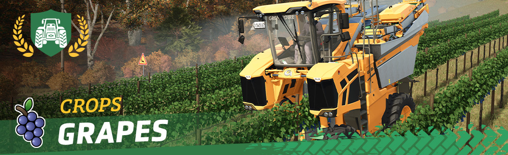 [Crops 101] How to Sow & Harvest Grapes