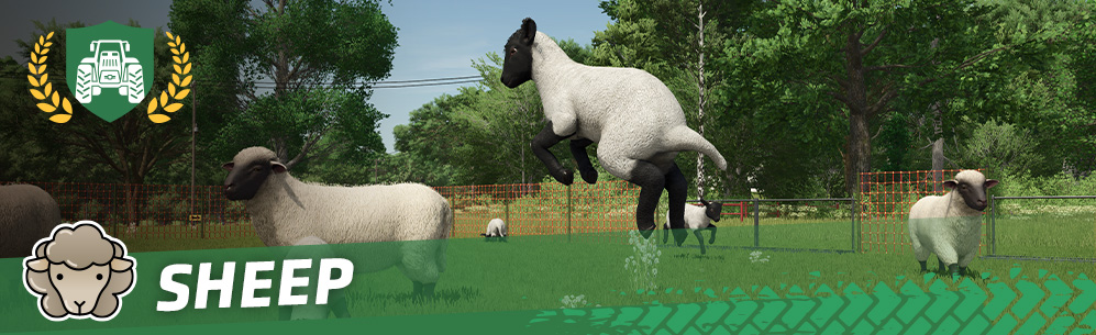 [Animals 101] How To Breed & Care For Sheep